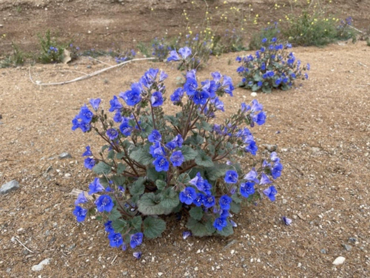 100 California Bluebells Seeds Phacelia campanularia Desert Bluebell Wildflower