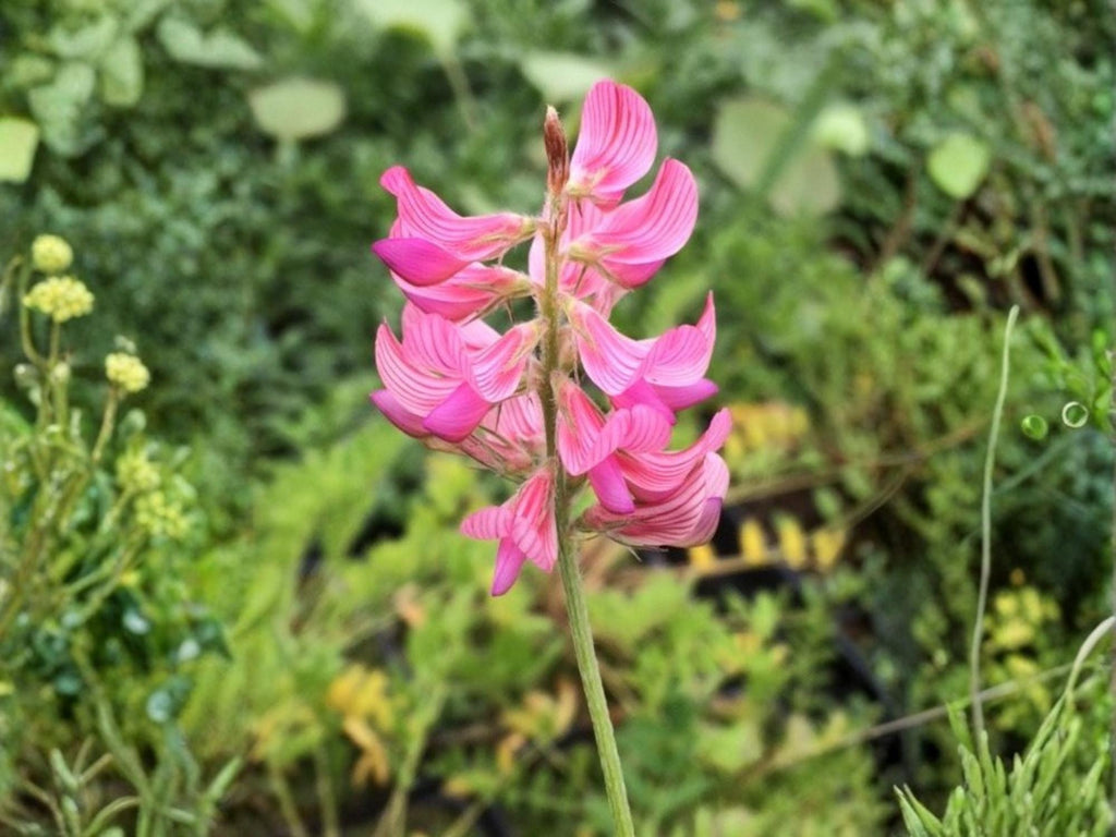 100 Shoshone Sainfoin Seeds Onobrychis viciifolia Pollinator Wildflower For Planting
