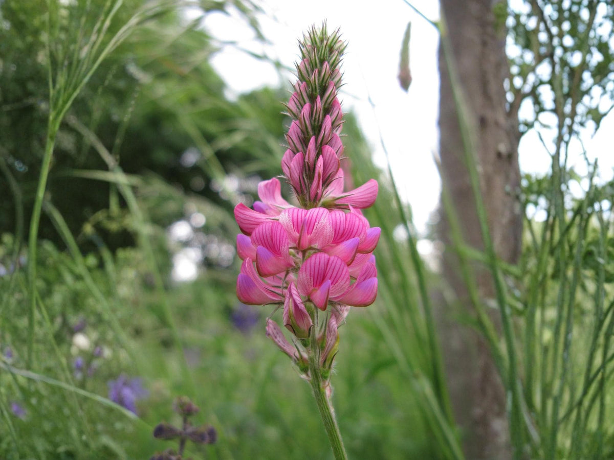 100 Shoshone Sainfoin Seeds Onobrychis viciifolia Pollinator Wildflower For Planting