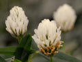 100 Berseem Clover Seeds Trifolium alexandrinum Wildflower for Pollinator Cottage Garden
