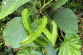 Winged Bean Seeds – 20 Pack, Psophocarpus tetragonolobus, Exotic Asian Climbing Vegetable for Garden, Trellises & Vertical Growing