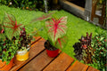 Caladium Bulbs 6 Pack | Rosebud Caladium bicolor Fancy Leaf Tropical Ornamental Foliage Bulbs