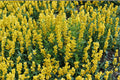 Large Yellow Wild Indigo Seeds 50 Count – Baptisia sphaerocarpa Native Perennial Flower Seeds for Garden and Landscape