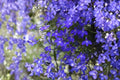 Blue Carpet Lobelia Seeds 100 Count – Lobelia erinus Ground Cover Flower Seeds for Borders & Containers
