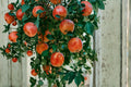 Apple Tree Seeds – Malus pumila, Garden Fruit Tree, 30 Seeds for Planting, Edible Apples, Home Orchard, Temperate Climate