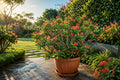 Crown of Thorns Starter Plant - Golden Bell Variety - Euphorbia milii - Indoor/Outdoor Succulent - Drought Tolerant, Easy Care