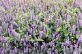 Hairy Vetch Seeds 8 Pounds – Cover Crop Vicia villosa for Erosion Control, Pollinator Gardens, Pasture and Ground Cover