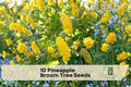 10 Pineapple Broom Tree Seeds | Cytisus battandieri Ornamental Flowering Tree with Golden Yellow Flowers