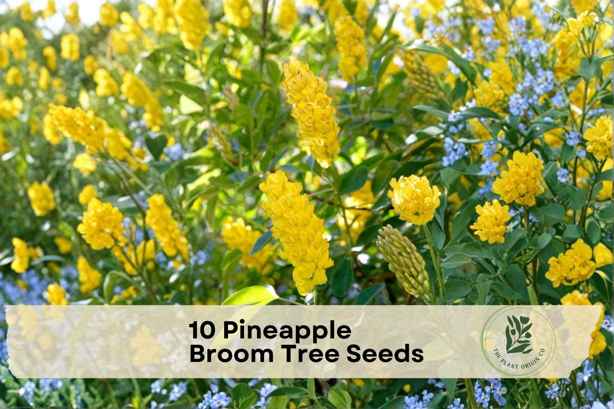 10 Pineapple Broom Tree Seeds | Cytisus battandieri Ornamental Flowering Tree with Golden Yellow Flowers