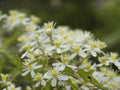 50 Seeds Virgin's Bower Clematis virginiana Vine Flowering