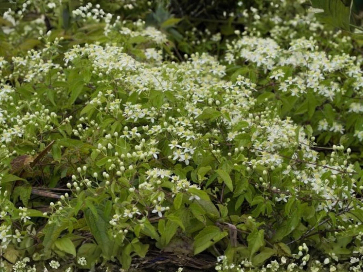 50 Seeds Virgin's Bower Clematis virginiana Vine Flowering