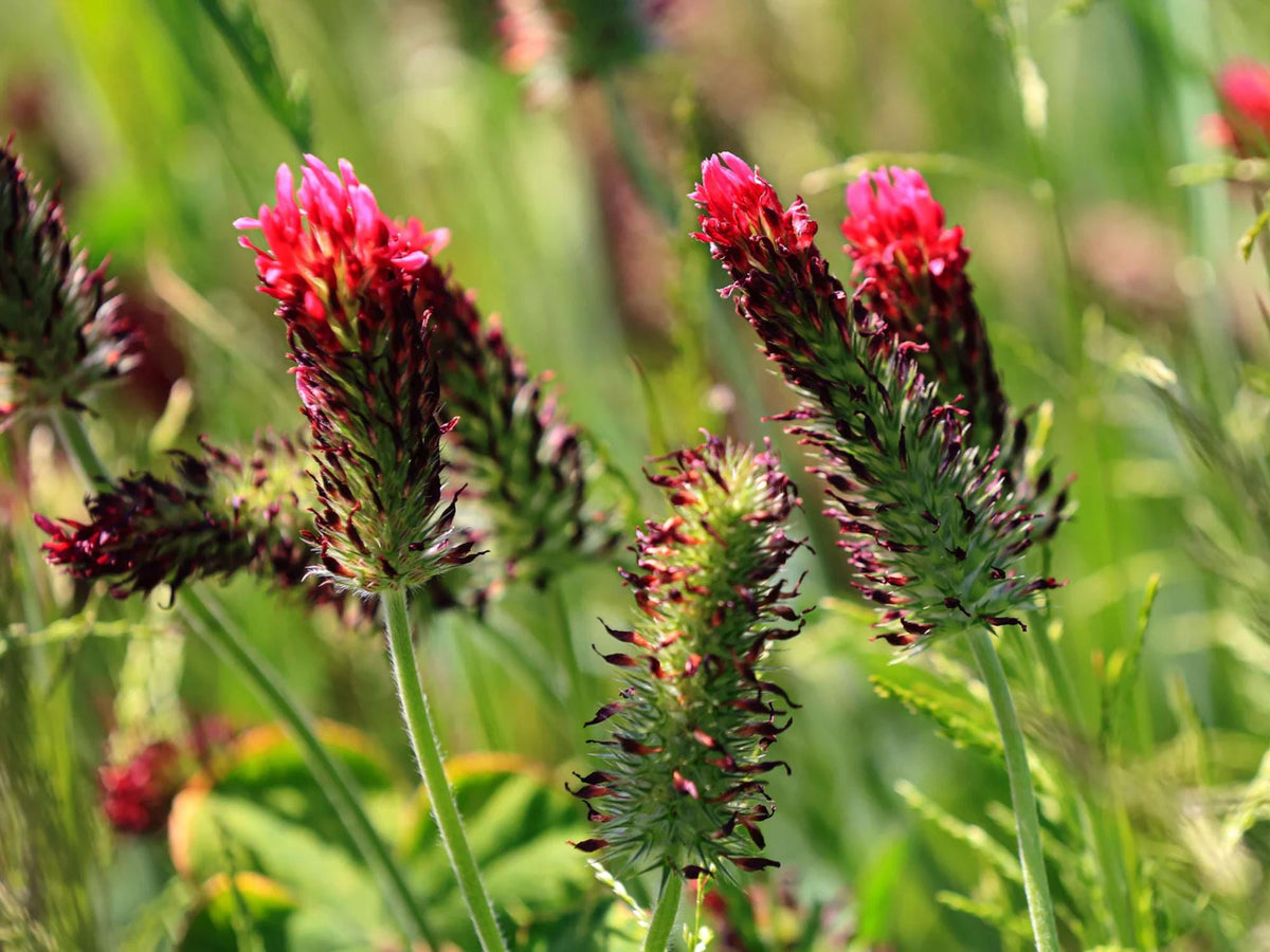 50 Seeds Crimson Clover Trifolium incarnatum Wildflower