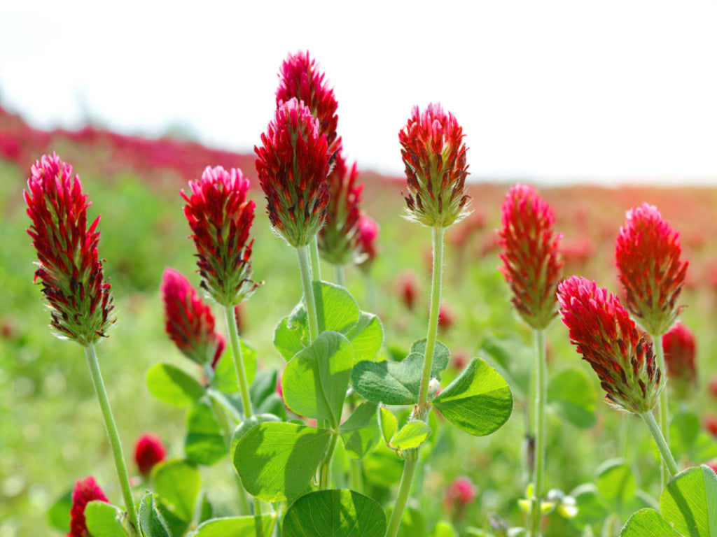50 Seeds Crimson Clover Trifolium incarnatum Wildflower