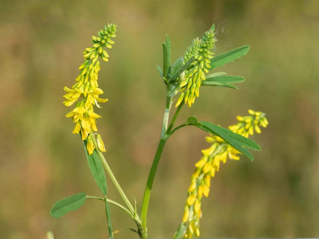100 Yellow Blossom Sweet Clover Seeds Melilotus officinalis Wildflower for Pollinator Cottage Garden