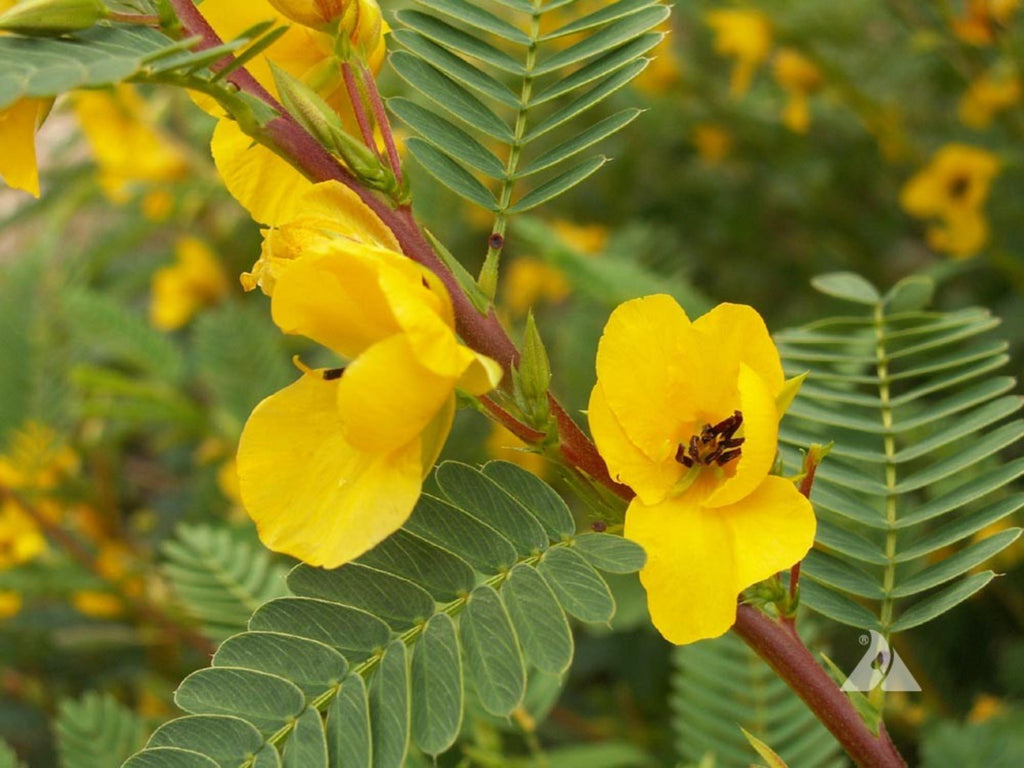 100 Partridge Pea Seeds Chamaecrista fasciculata Wildflower Pollinator Garden