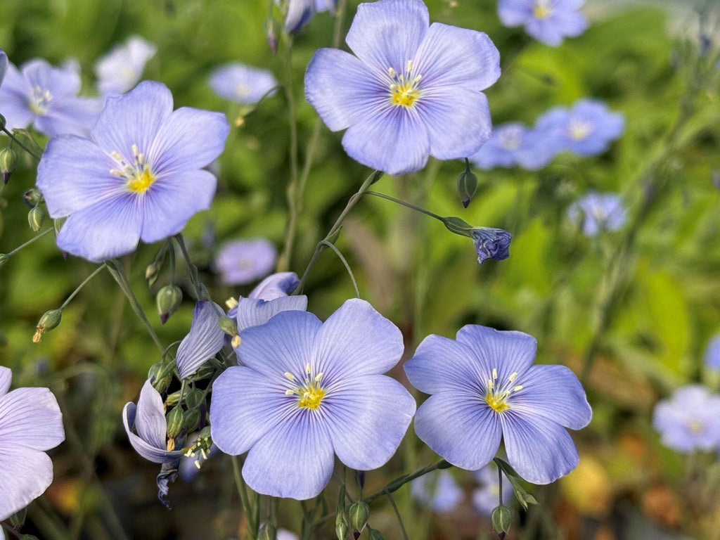 100 Seeds Perennial Blue Flax Linum perenne Wildflower Pollinator Cottage Garden