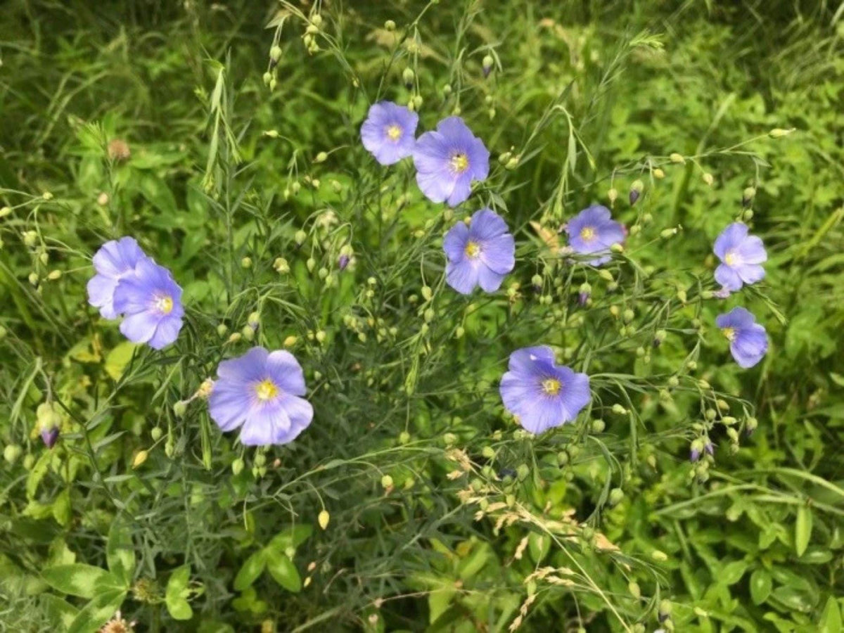 100 Seeds Perennial Blue Flax Linum perenne Wildflower Pollinator Cottage Garden