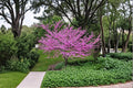 Eastern Redbud Seedling – Cercis canadensis Live Ornamental Tree with Pink Spring Flowers for Garden and Landscape