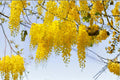 Golden Shower Tree Seeds – Cassia fistula Flowering Ornamental Tree with Yellow Blooms for Landscaping