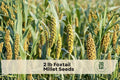 2 lb Foxtail Millet Seeds Setaria italica Ornamental Grass for Landscape, Meadow & Wildlife Gardens