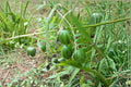 Tzimbalo Fruit Bush Seeds – Solanum caripense Rare Edible Shrub for Garden & Collection