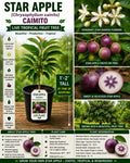 Star Apple Live Plant 1-2 Ft. Caimito Tropical Fruit Tree Starter Chrysophyllum cainito