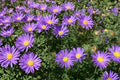Tahoka Daisy Seeds 150 – Prairie Aster, Lavender Blue Flowers, Machaeranthera tanacetifolia, Wildflower, Drought Tolerant, Annual