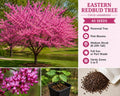 Eastern Redbud Tree Seeds – Pink Flowering Cercis canadensis for Gardens and Landscaping