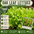 Oak Leaf Lettuce Seeds 1000 Pack – Green Leaf Salad Variety Lactuca sativa for Home Gardens and Containers