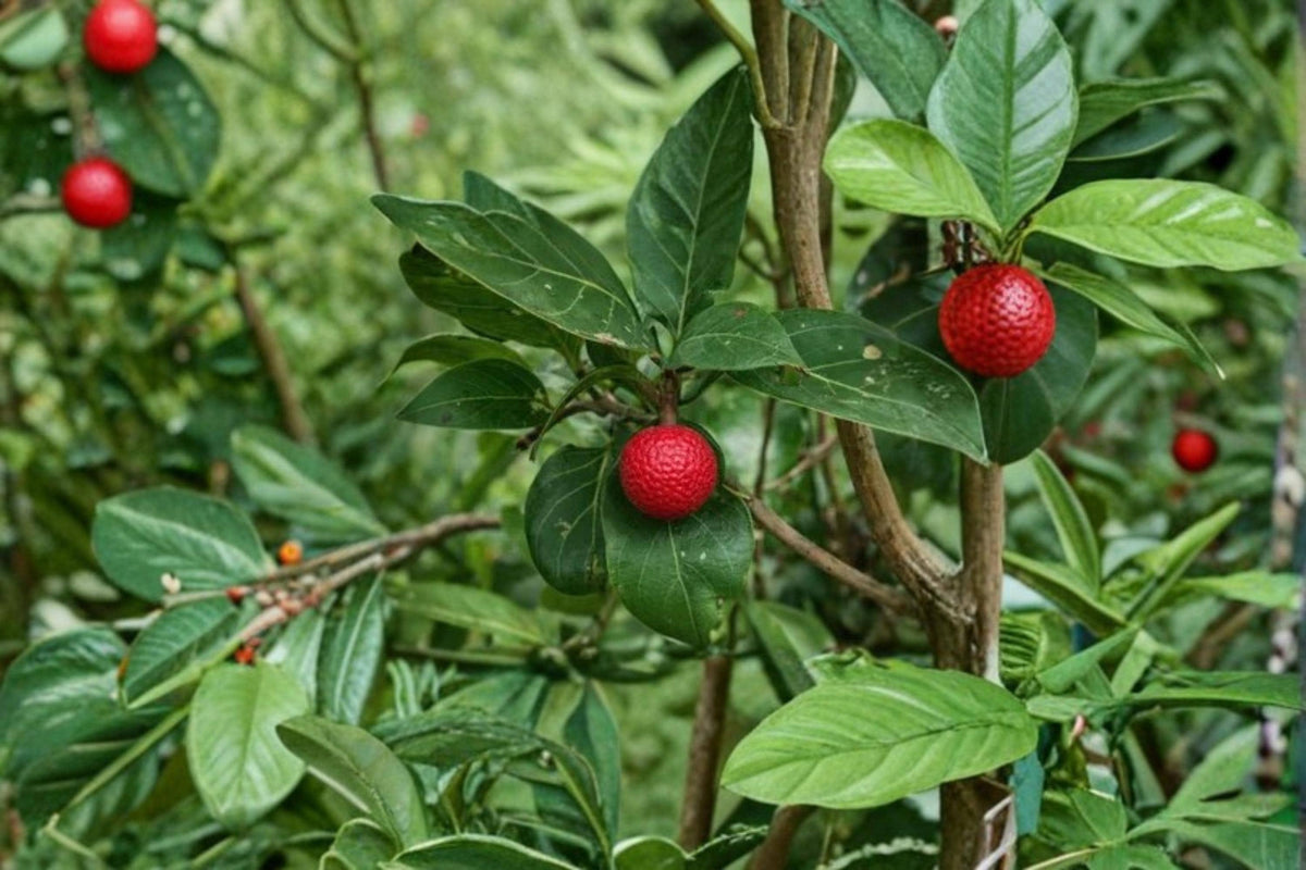 African Red Peach Tree Seeds – 20 Nauclea latifolia Tropical Ornamental Fruit Tree Seeds for Garden Landscaping
