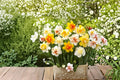 Mixed Daffodil Bulbs for Spring Planting – Narcissus spp. Flowering Bulbs for Garden Beds, Borders & Containers