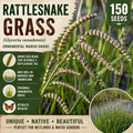 Rattlesnake Grass Seeds 150 Glyceria canadensis Ornamental Perennial Wetland Water-edge Plant