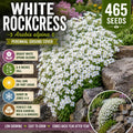 White Rockcress Seeds 465 Arabis alpina Perennial Ground Cover for Rock Gardens and Borders