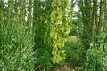 Wingnut Tree Seeds Pterocarya fraxinifolia Ornamental Shade Tree for Garden & Landscape Planting