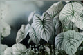 Snow White Caladium Bulbs – Ornamental Foliage Plant for Shade Gardens, Container, Landscape – Caladium bicolor