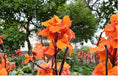 Wyoming Canna Lily Bulbs – Tropical Ornamental Flowering Plant with Bronze Foliage and Orange Blooms – Canna x generalis