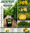 Jackfruit Live Fruit Tree – 1-2 Feet Tall – Artocarpus heterophyllus – Tropical Edible Tree for Garden or Orchard