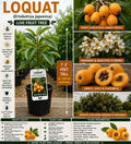 Loquat Live Fruit Tree 1–2 Feet Tall, Eriobotrya japonica, Edible Landscape, Garden Fruit Tree, Small Fruit Tree for Home Orchard