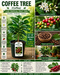 Live Coffee Tree Plant – 12–18 Inches Tall – Coffea Arabica – Tropical Indoor & Patio Plant
