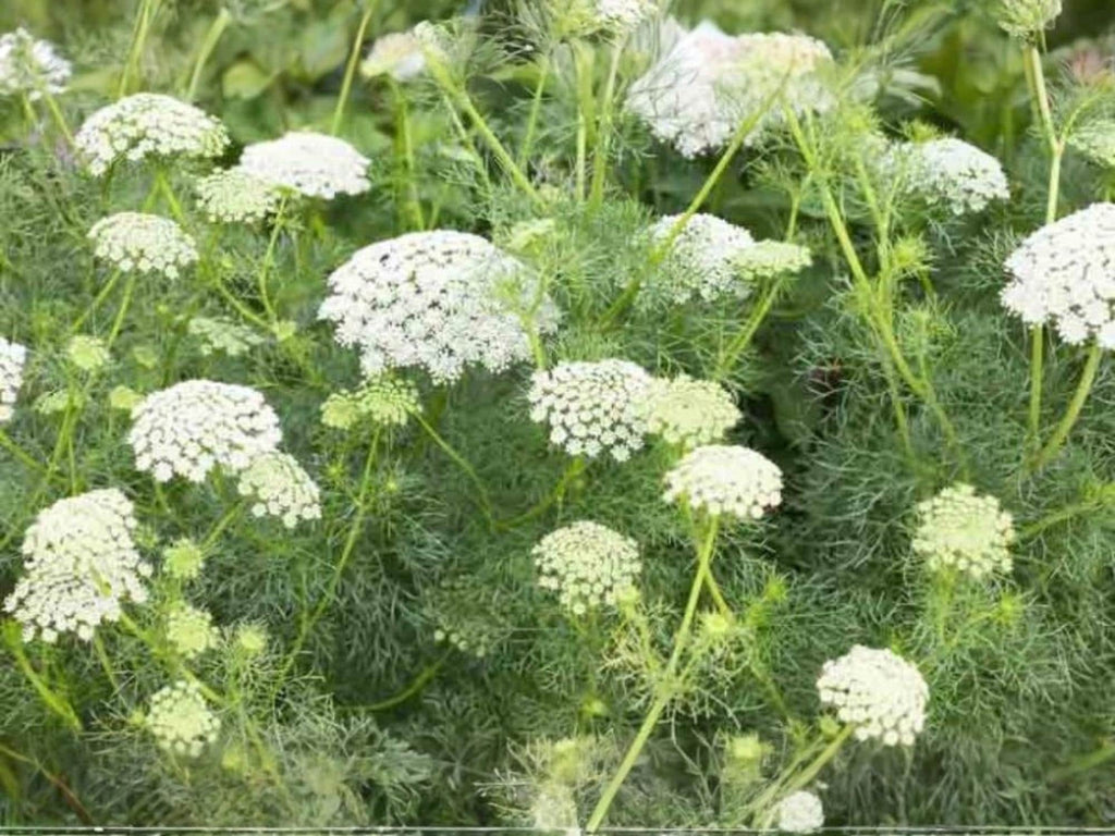 100 Seeds False Queen Anne's Lace Bishop's Flower Ammi Majus Wildflower