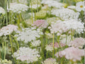 100 Seeds False Queen Anne's Lace Bishop's Flower Ammi Majus Wildflower