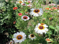 100 Seeds Painted Daisy Glebionis carinata Wildflower for Pollinator Cottage Garden