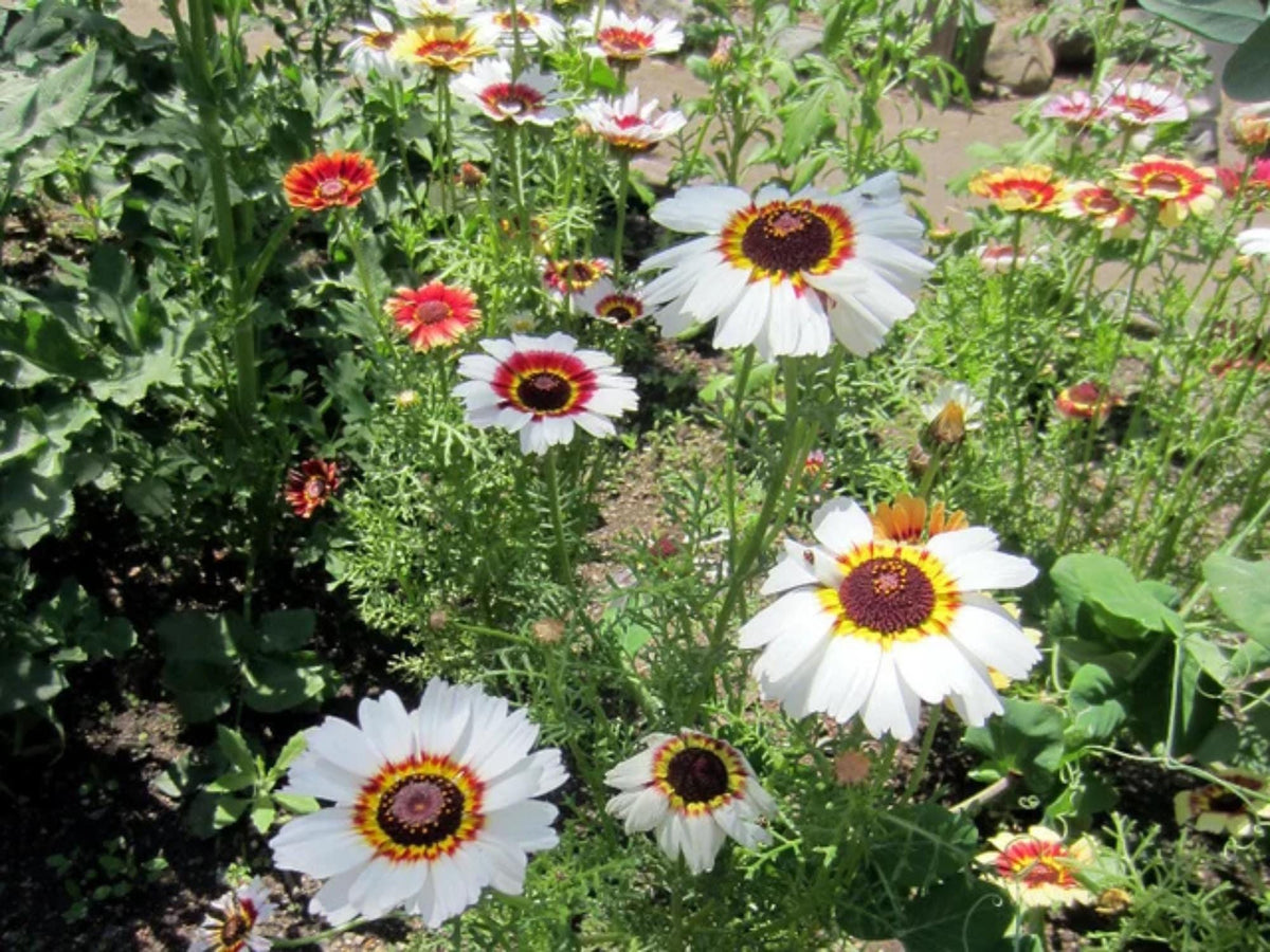 100 Seeds Painted Daisy Glebionis carinata Wildflower for Pollinator Cottage Garden