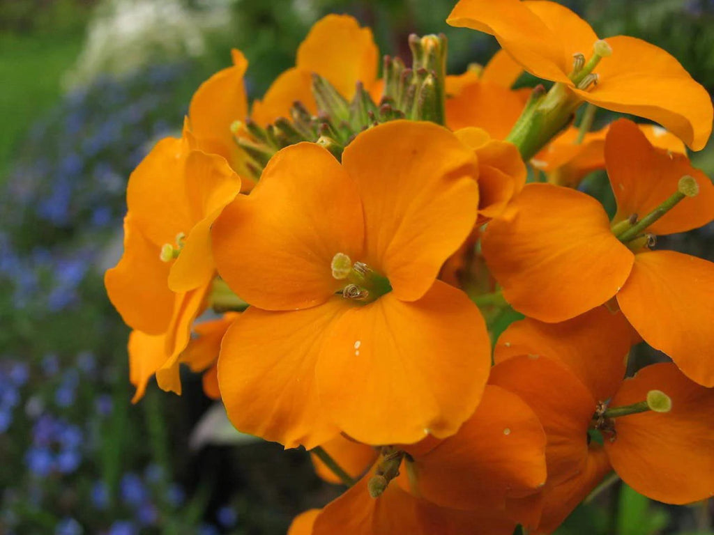 100 Seeds Siberian Wallflower Cheiranthus allionii Wildflower Pollinator Cottage Garden