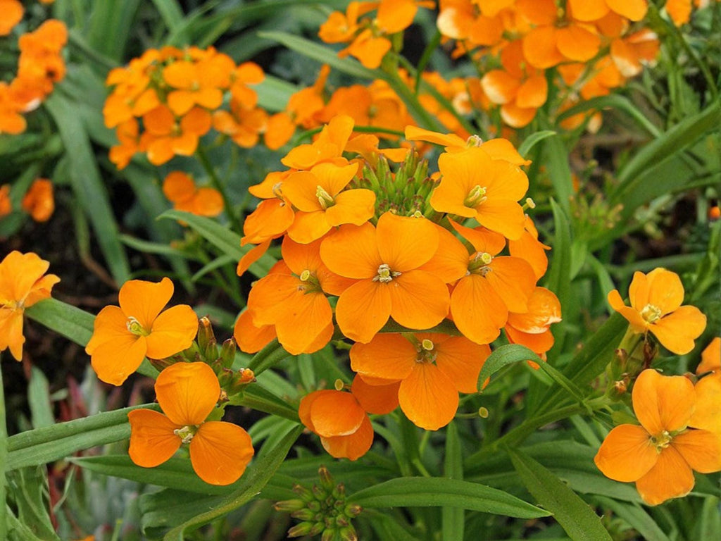 100 Seeds Siberian Wallflower Cheiranthus allionii Wildflower Pollinator Cottage Garden