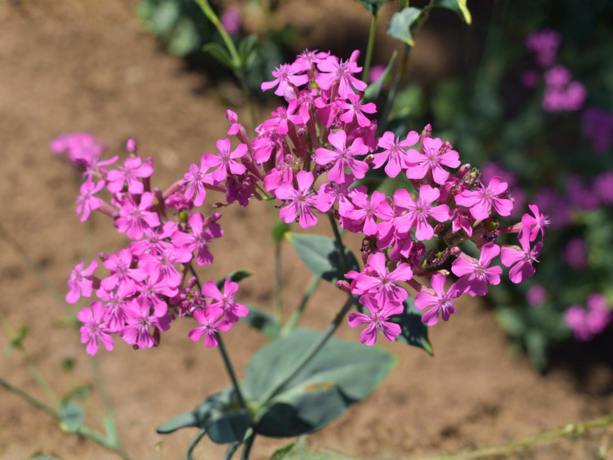 100 Catchfly Seeds Silene armeria Wildflower for Pollinator Cottage Garden
