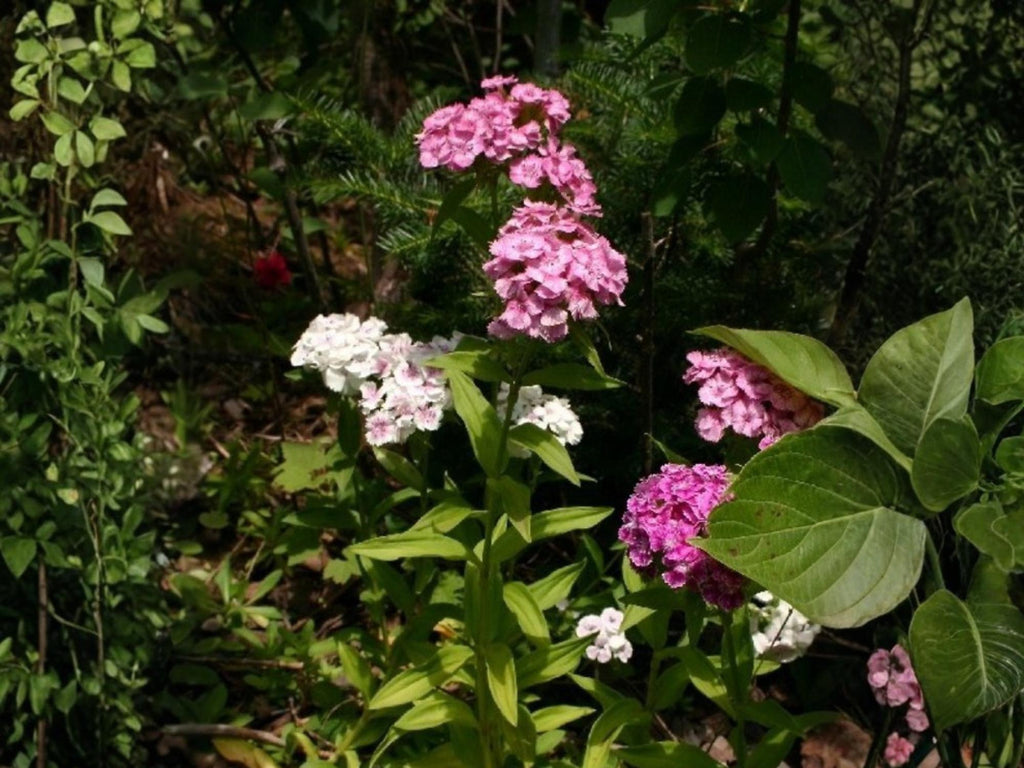 100 Sweet William Seeds Dianthus barbatus Flower Seeds for Pollinator Cottage Garden