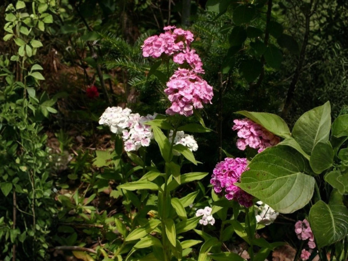 100 Sweet William Seeds Dianthus barbatus Flower Seeds for Pollinator Cottage Garden