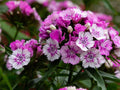 100 Sweet William Seeds Dianthus barbatus Flower Seeds for Pollinator Cottage Garden