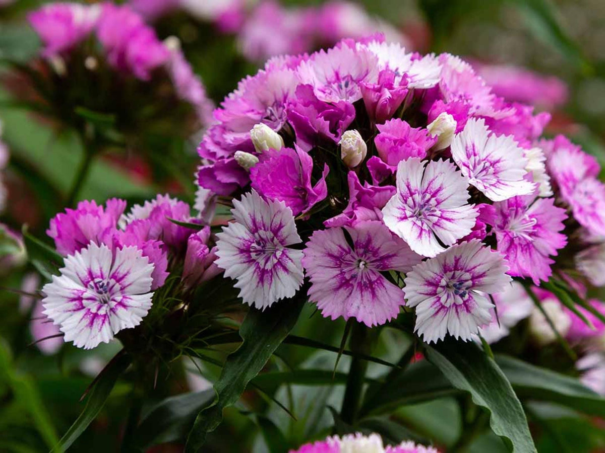 100 Sweet William Seeds Dianthus barbatus Flower Seeds for Pollinator Cottage Garden